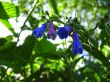 Blue flowers blooming in the meadow summertime
