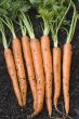 Fresh harvested carrots