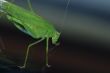 green grasshopper in summer