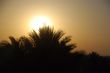 sunset with palm tree