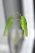 grasshopper sitting on the window