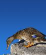 Female Mallard Duck