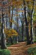Autumn forest path