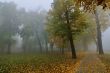 Fall morning
