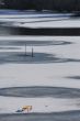Sledge on snow