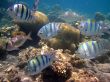 Red Sea coral fish