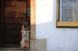 German Shepherd at the Door