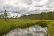 River Forest in Finland