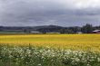 flower meadow in Finland