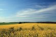 rural spring landscape