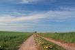 rural spring landscape