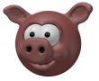 pig