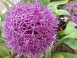 Bumblebee on the violet flower. Spring nature