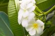 White Plumeria , frangipani  branch on green background.