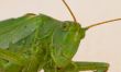 Grasshopper  portrait on white background