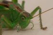Grasshopper  portrait 