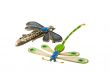 Dragonflies