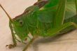 Grasshopper  closeup