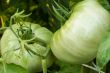 Pair of green tomatoes