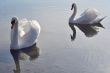 Two lovely swans
