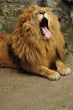 Lion yawning