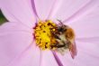 bumblebee on a pink flower
