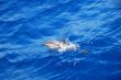 dolphin in the sea