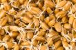 Wheat germs closeup