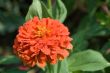 red flower