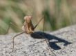 Mantis against rock and green background