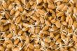 Wheat germs - background