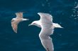 Seagulls in flight