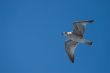 A seagull in the sky