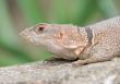 Little desert lizard in Vienna Zoo