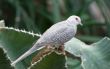 Desert dove