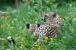 A pair of cheetahs