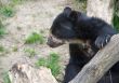 Spectacled Bear