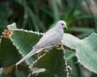 Desert dove in Vienna Zoo