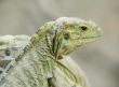 Iguana