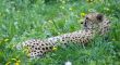 Resting cheetah - vienna zoo