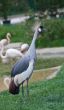 Grey Crowned-Crane vienna zoo