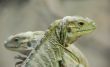 Two young iguanas