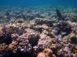 colorful coral