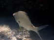 silver fish