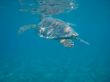sea turtle