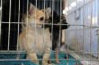 puppies chihuahua in kennel