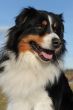 australian shepherd