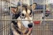Alaskan Malamute in kennel