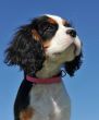 puppy cavalier king charles