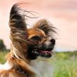 papillon dog